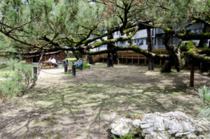 The Pine Garden