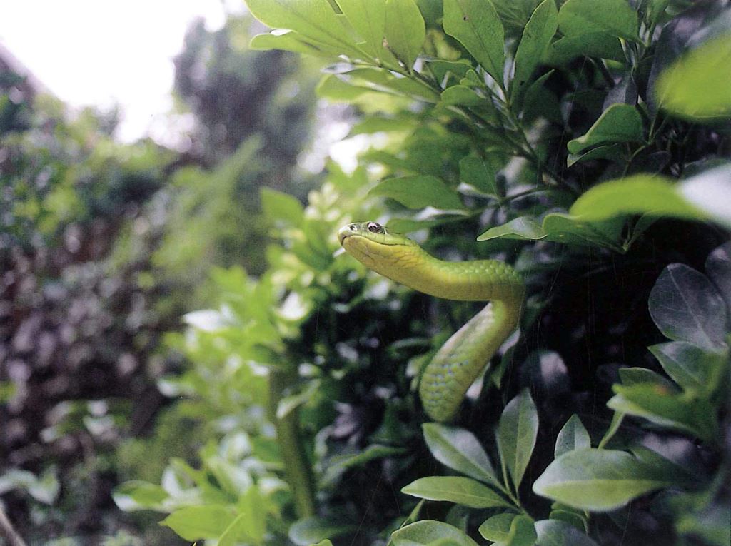 青蛇─花蓮秀林 1996