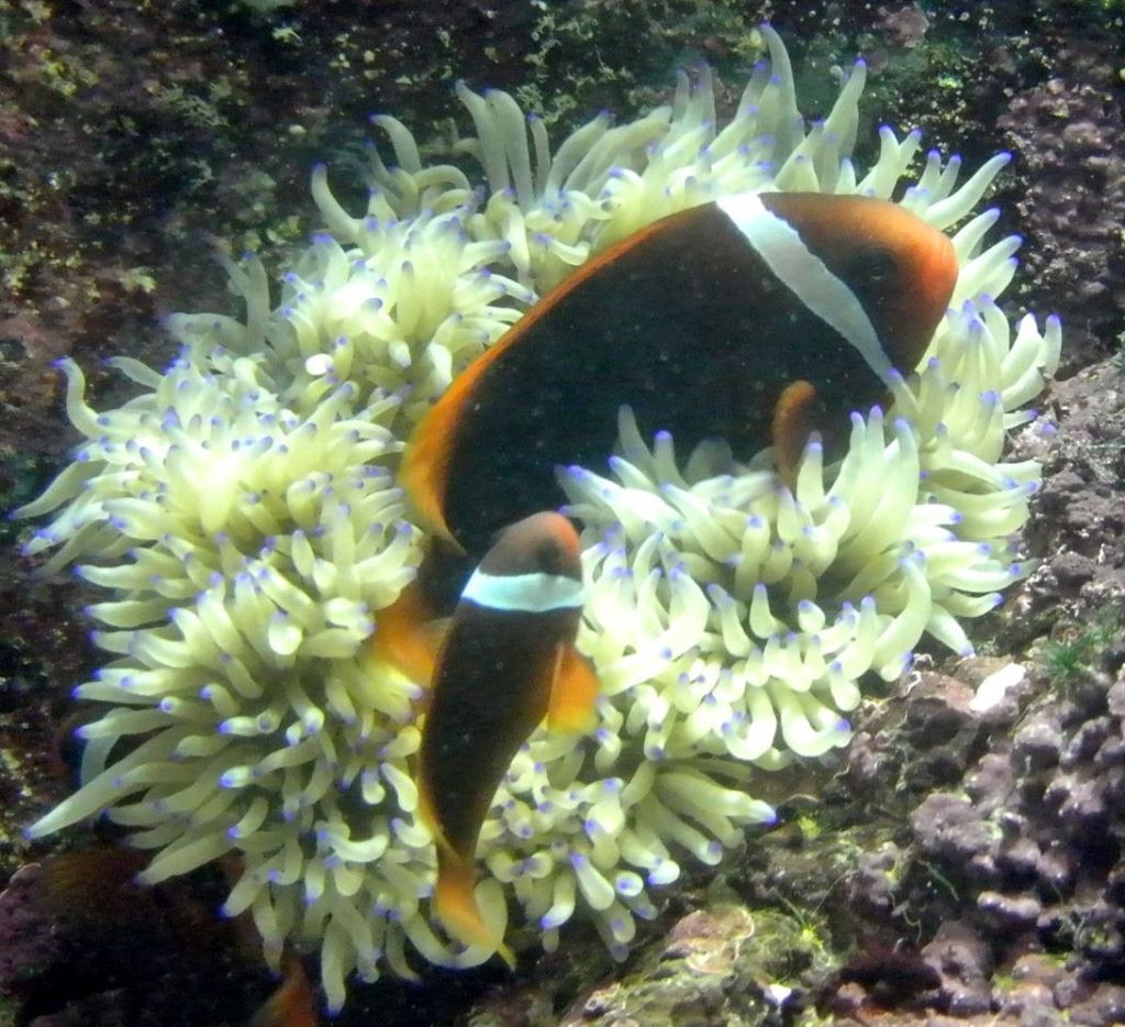 【轉知】國立海洋生物博物館「環境 隱形殺手-環境荷爾蒙」有獎徵答活動