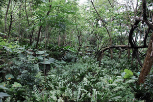 Xiulin Jiawan Shinto Shrine